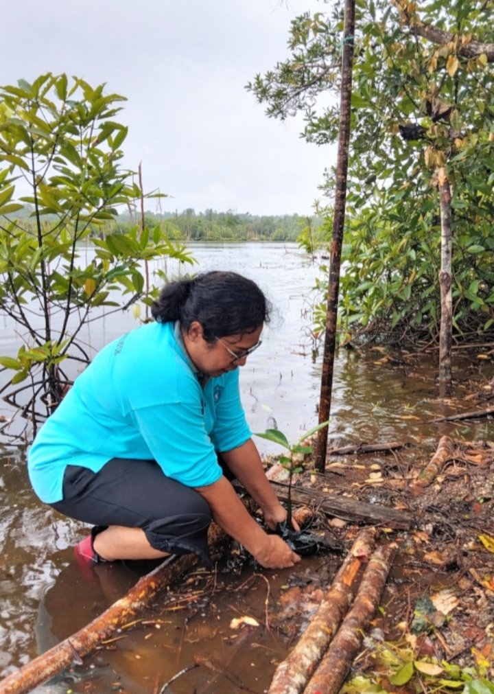 Peringati Hari Kartini, TP PKK Biak Numfor Tanam 240 Mangrove di Mnurwar