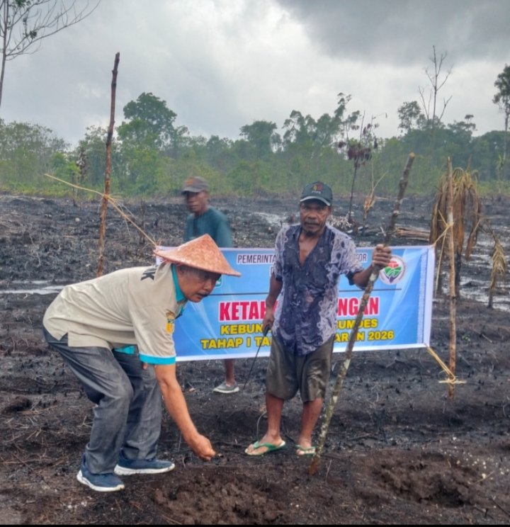 Kepala DPMK Biak Numfor Lakukan Penanaman Perdana Bibit Jagung di Kebun BUMDES Kampung Afefbo
