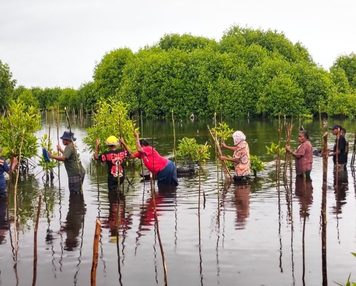 Usai Kegiatan TP PKK, Warga Kampung Mnurwar Lanjutkan Tanam Mangrove
